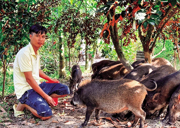 Nuôi heo rừng bán hoang dã thu nhập cao